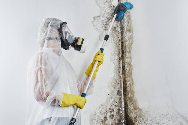 Best Commercial Mold Inspection  in USA